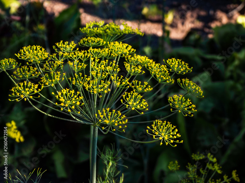 Dill flower umbels in vegetable garden