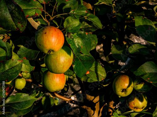 Ripe apples on garden tree branch