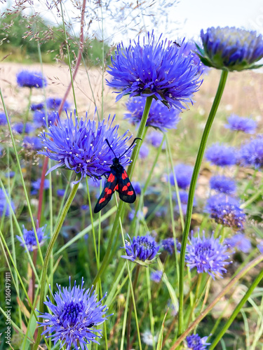 Cuadro en lienzo fleurs