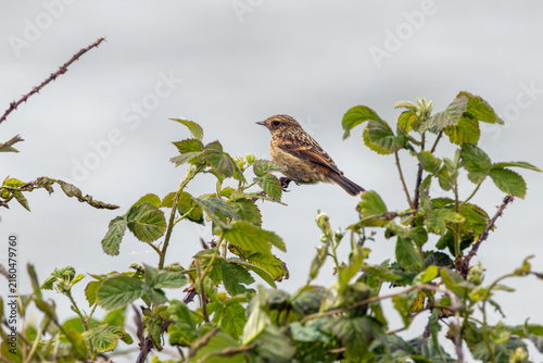 Photography Juvenile European stonechat on brambles