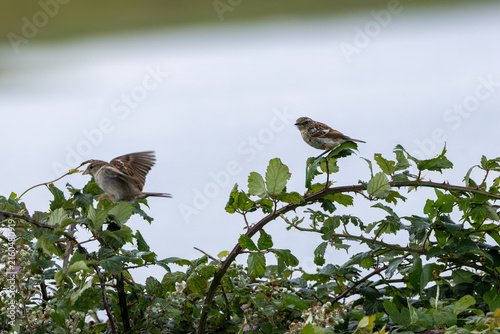 Canvas Print Juvenile European stonechat and a bird in flight