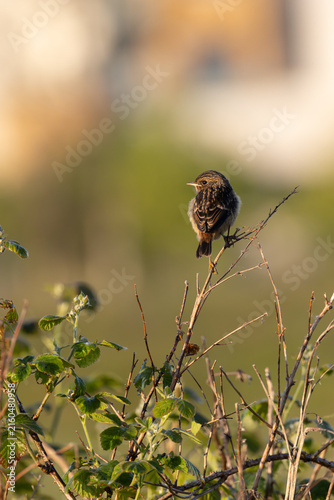 Photography Juvenile European stonechat in warm light