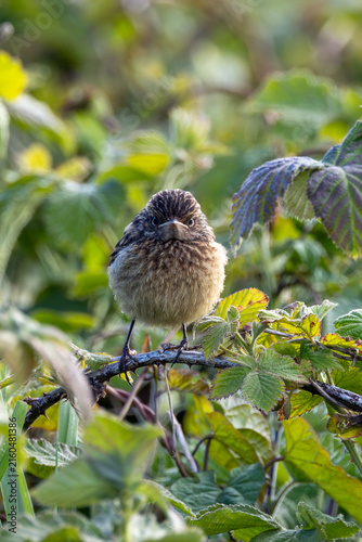 Photography Juvenile European stonechat facing the camera