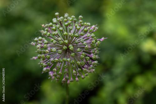 Allium ornamental onion seed head with developing green seed capsules and fading purple flowers, photographed in close-up against a soft green natural background. 