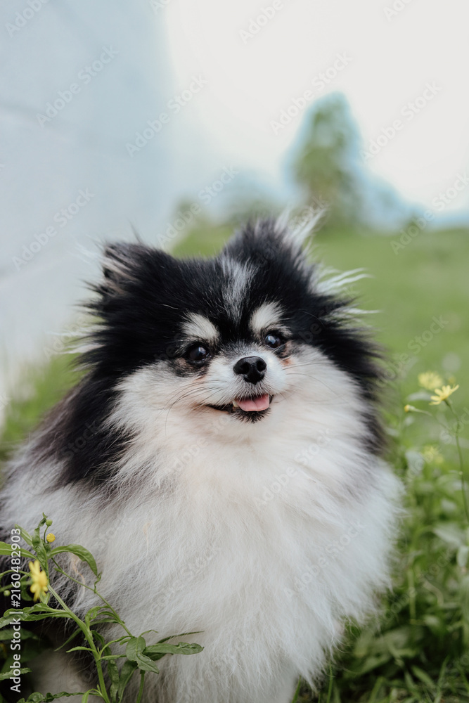Obraz premium Fluffy Pomeranian Dogs Playing in a Green Meadow with Wildflowers