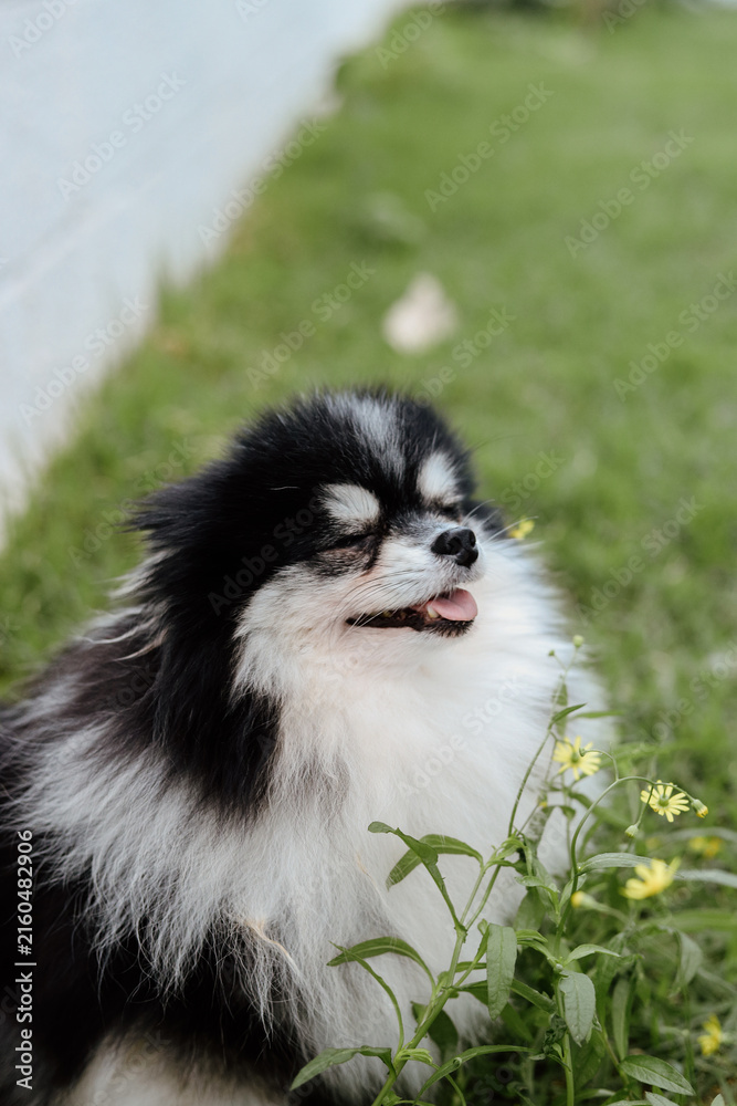 Fototapeta premium Fluffy Pomeranian Dogs Playing in a Green Meadow with Wildflowers