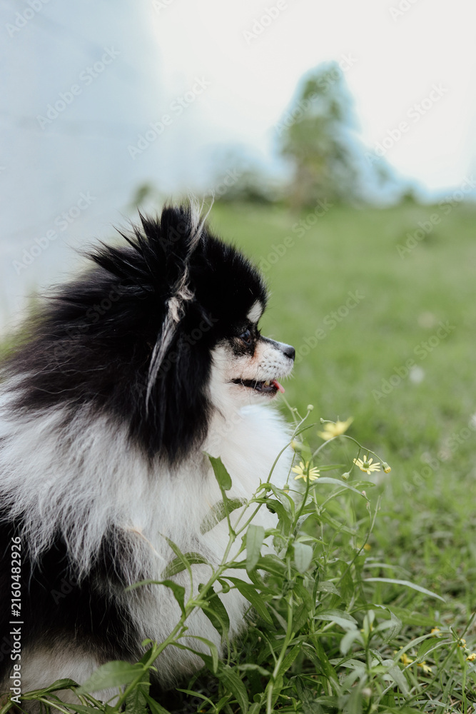 Obraz premium Fluffy Pomeranian Dogs Playing in a Green Meadow with Wildflowers