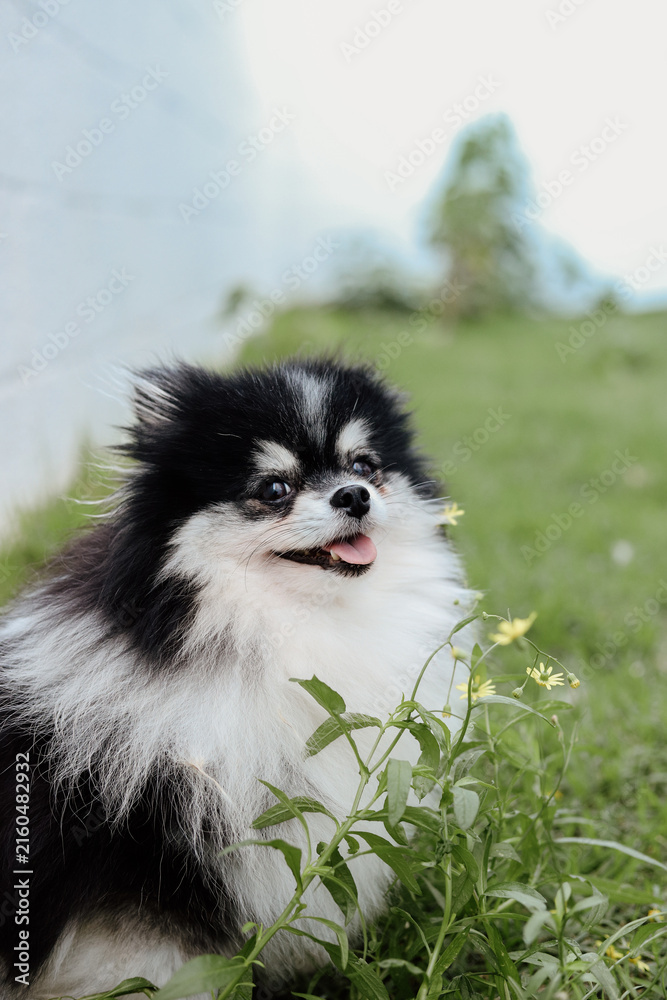 Obraz premium Fluffy Pomeranian Dogs Playing in a Green Meadow with Wildflowers