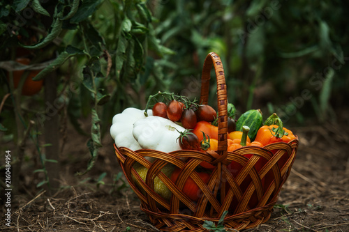 Wicker basket containing tomatoes, sweet peppers and white pattypan squash standing among vegetable plants. Homegrown produce and seasonal harvesting.