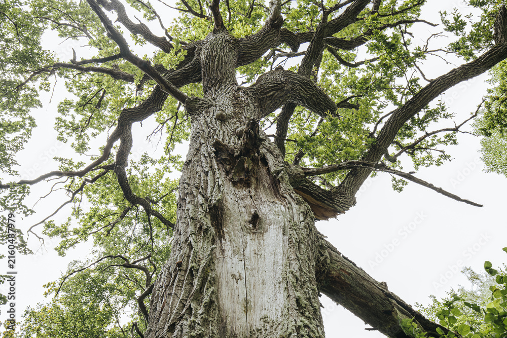 Obraz premium Large oak tree viewed from below, showcasing its textured bark, sprawling branches, and vibrant green leaves against a bright sky in a natural outdoor setting