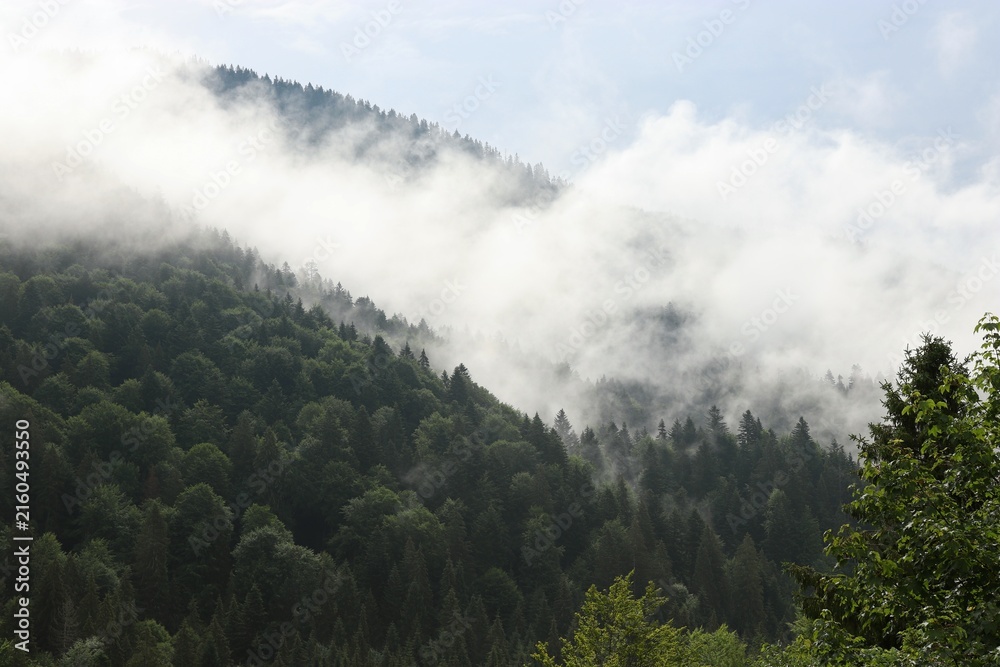 Naklejka premium Thick White Fog Rolling Over Mountain Pine Forest with Sky Copy Space