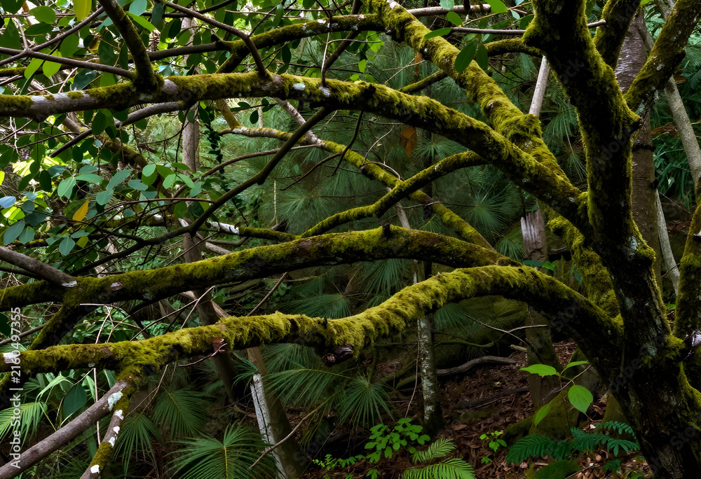 Fototapeta premium Lush green moss covering tree branches in a dense tropical forest, nature and biodiversity