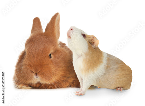 Fotografie Adorable rabbit and Guinea pig on white background