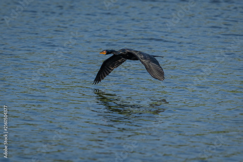 Foto A reed cormorant (Microcarbo africanus) flying over a lake