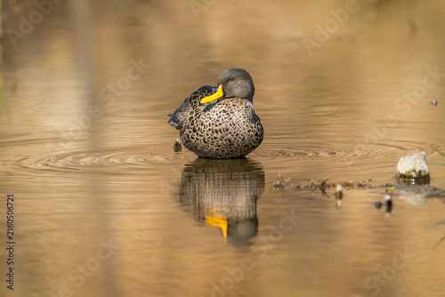 Obraz na plátne A yellow-billed duck (Anas undulata) in a pond