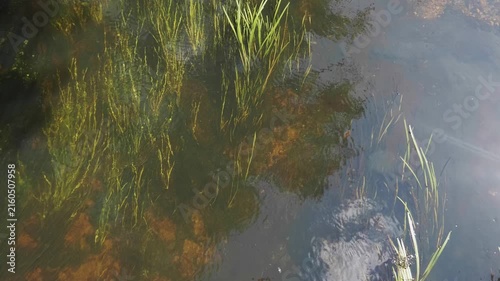 Underwater River Grass and Aquatic Plants Swaying in Clear Fresh Water Stream