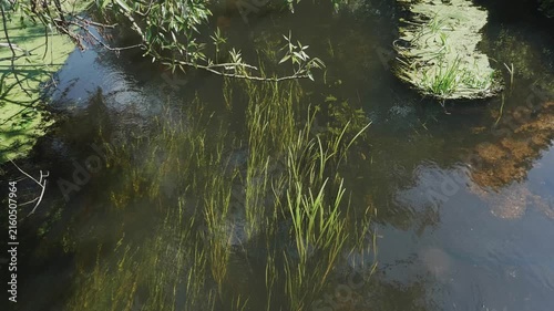 Clear River Water with Green Aquatic Grass and Weeds Flowing in Current
