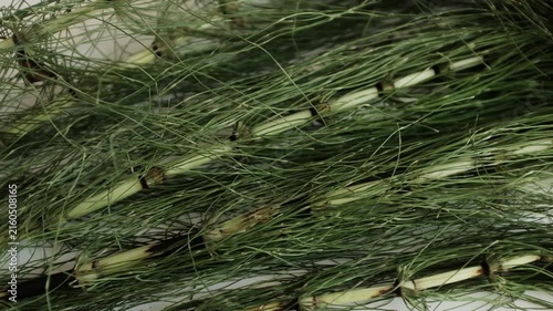 Fresh green horsetail plants. For herbal hair loss treatments, natural cosmetics advertising, alternative medicine tutorials, or educational botany content.