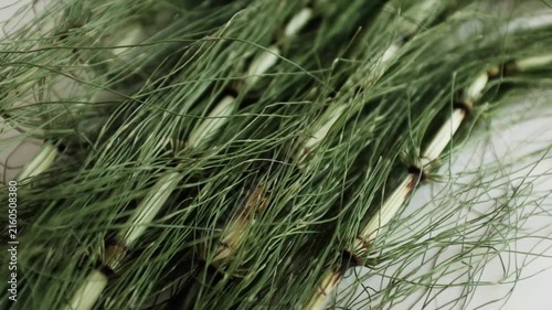 Fresh green horsetail plants. For herbal hair loss treatments, natural cosmetics advertising, alternative medicine tutorials, or educational botany content.