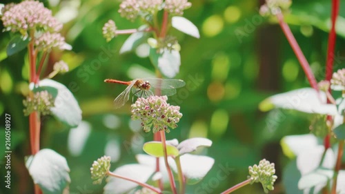 Red dragonfly perching on pink sedum flower in a sunny summer garden macro view