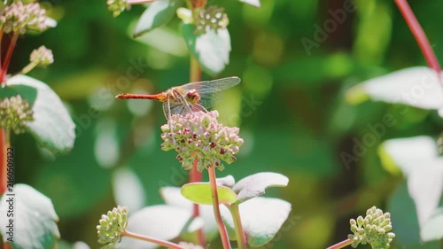 Red dragonfly sitting on sedum flower bud in sunny summer garden macro close up