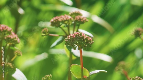 Macro shot of a red dragonfly resting on a green and pink flower bud in a sunny summer garden
