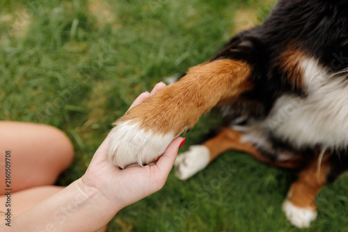 Fotografie Woman Holding Paw Of Large Dog On Grass For Emotional Support