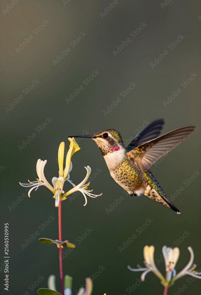 Naklejka premium Pollination and biodiversity, hummingbird feeding on honeysuckle flower, nature and wildlife conservation