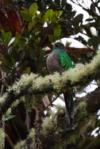 Cuadro en lienzo Female resplendent quetzal perched on a moss-covered branch in Costa Rica