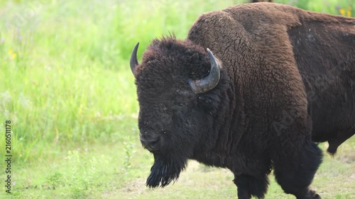 American Bison (Bison bison) Bull rolling and grunting and protecting his herd during the July breeding period, territorial rutting behavior in the Black Hills of South Dakota.