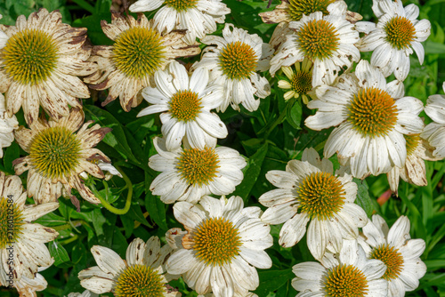 White coneflowers echinacea in full bloom