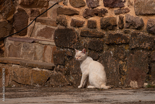 Cream Colored Cat Sitting Beside Weathered Stone Wall