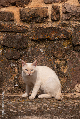 White Cat Sitting Beside Rustic Stone Wall in Village