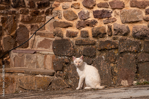 White Cat Sitting Beside Rustic Stone Wall in Village