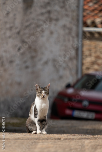 Gray and White Cat Sitting Alert on Stone Wall Outdoors