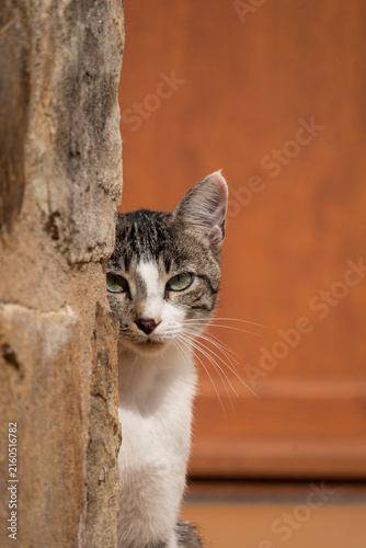 Curious Tabby Cat Peeking Out from Behind Tree Trunk