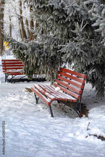 Snowy park benches under frosted spruce