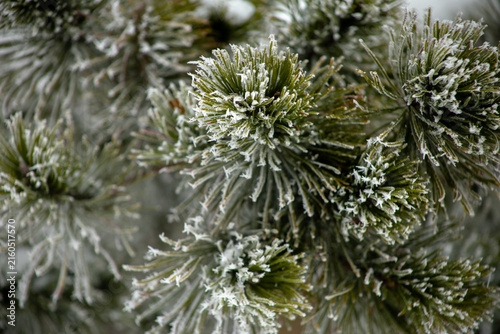 Frosted pine needles winter closeup