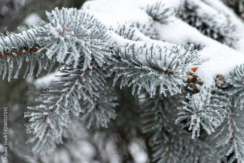 Snowy spruce branch with rime
