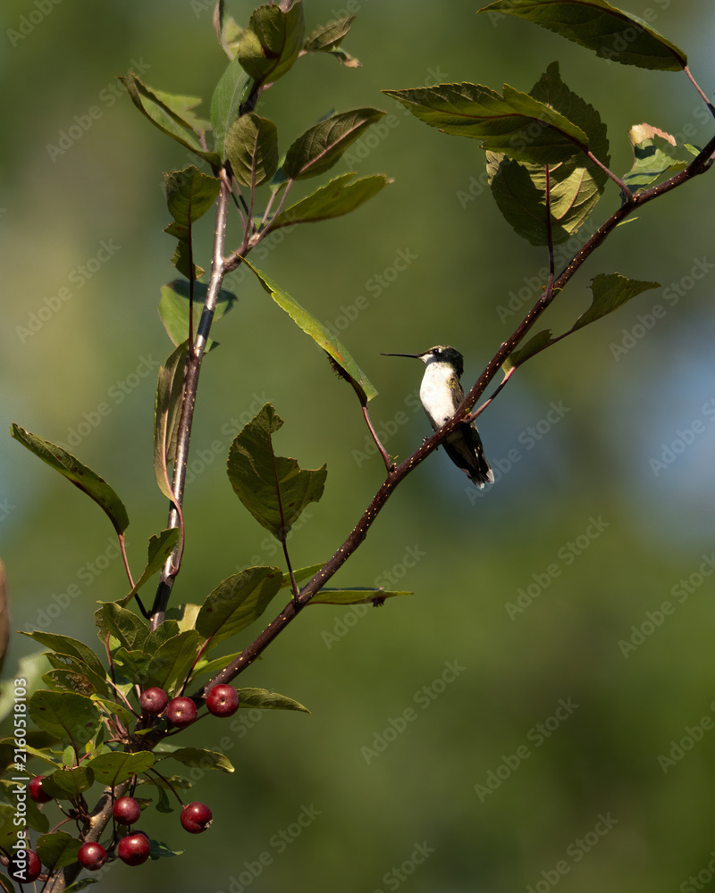 Naklejka premium One hummingbird perched on a branch of a tree with a green muted background