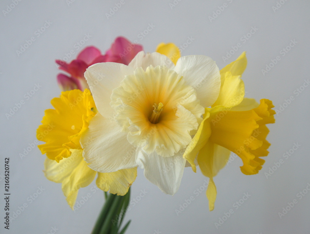 Fototapeta premium Bouquet of white and yellow narcissus, pink freesia in bloom, on light grey background