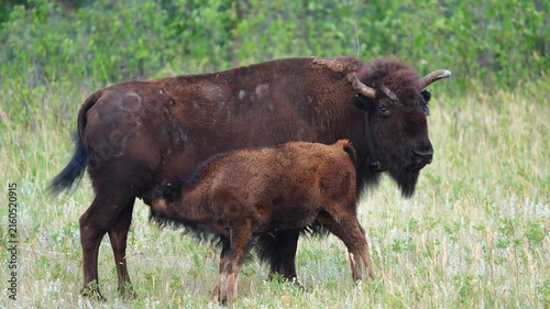 American Bison (Bison bison) calf nursing in the Black Hills of South Dakota in July.