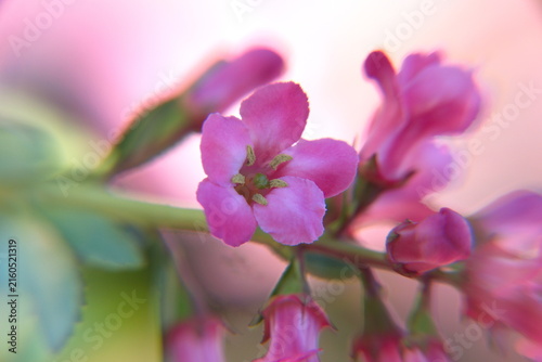 Pink flowers of Blooming Escallonia, Escallonia rosea, genus of shrubs and trees in the family Escalloniaceae. They are native to North and South America