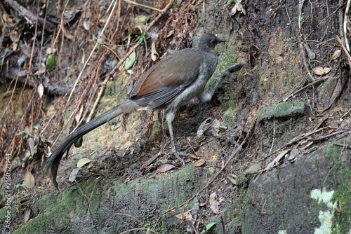Australian Superb Lyrebird scratching an earth embankment for invertebrates to eat