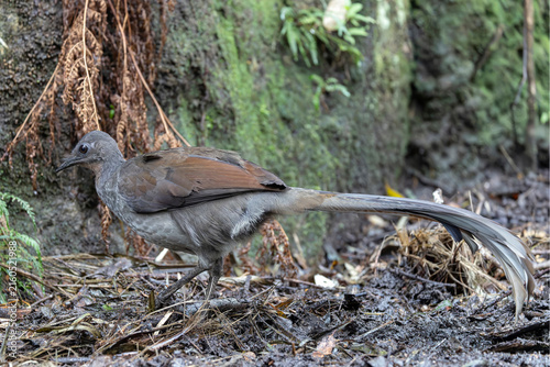 Australian Superb Lyrebird scratching the ground for invertebrates to eat