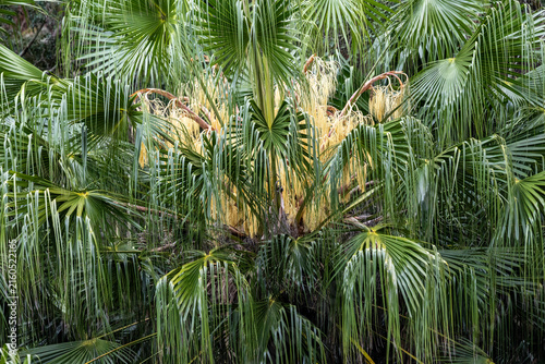 Cabbage Tree Palm in flower; Royal National Park Sydney Australia