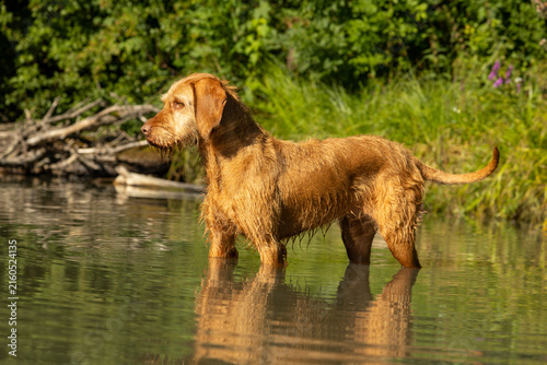 Fotografía Jagdhund im See