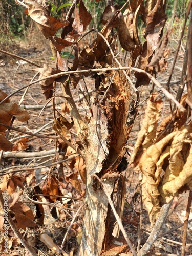 Canvas Print Dry withered brown leaves and brittle dead branches clustered together on arid ground surface