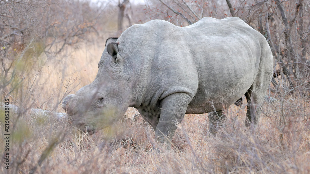 Obraz premium a front view of a male white rhinoceros, dehorned to deter poachers, grazing at dawn in kruger national park of south africa