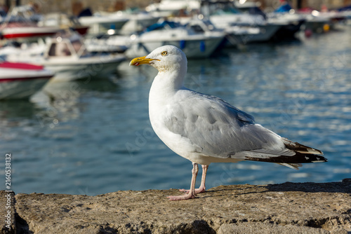 Bild auf Leinwand Herring gull (Larus argentatus) resting on seaside concrete wall in profile, whi